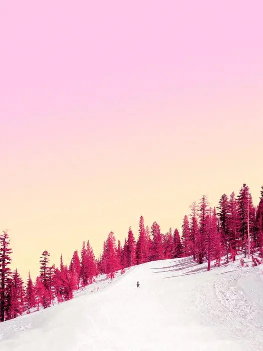 Téber - Cherry Winterscape