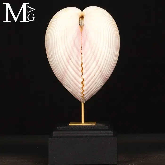 Maoricardium Pseudolima Shell on Wood and Brass Base...