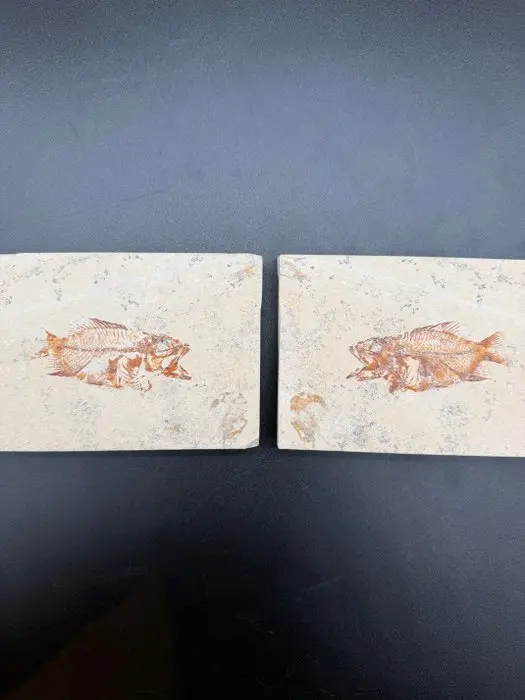 Fish - Fossilised articulated skeleton - Akromysta - 10 cm - 28 cm