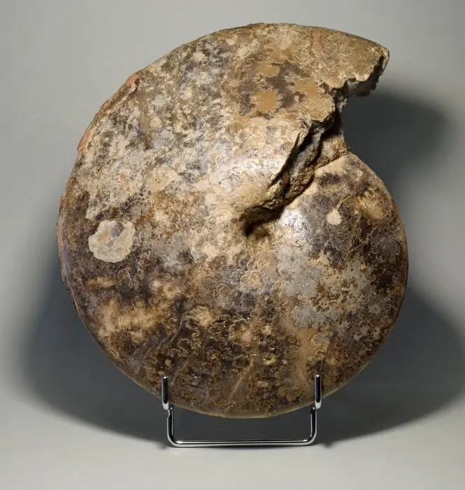 Ammonite - Fossilised shell - Choffaticeras segne - 24.5 cm