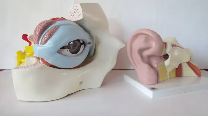 Anatomical model (2) - Plastic - 2000-2010 - Anatomy Model of the Eye and Ear