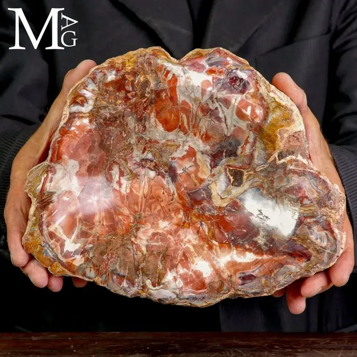 Exquisite Polished Petrified Wood Catchall Bowlwith...