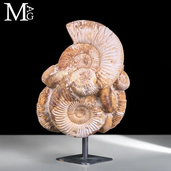 Natural Grouping of Jurassic Perisphinctes Ammonites...