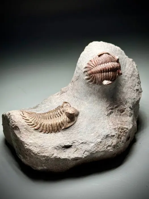 Rare double trilobite fossil on matrix—museum quality