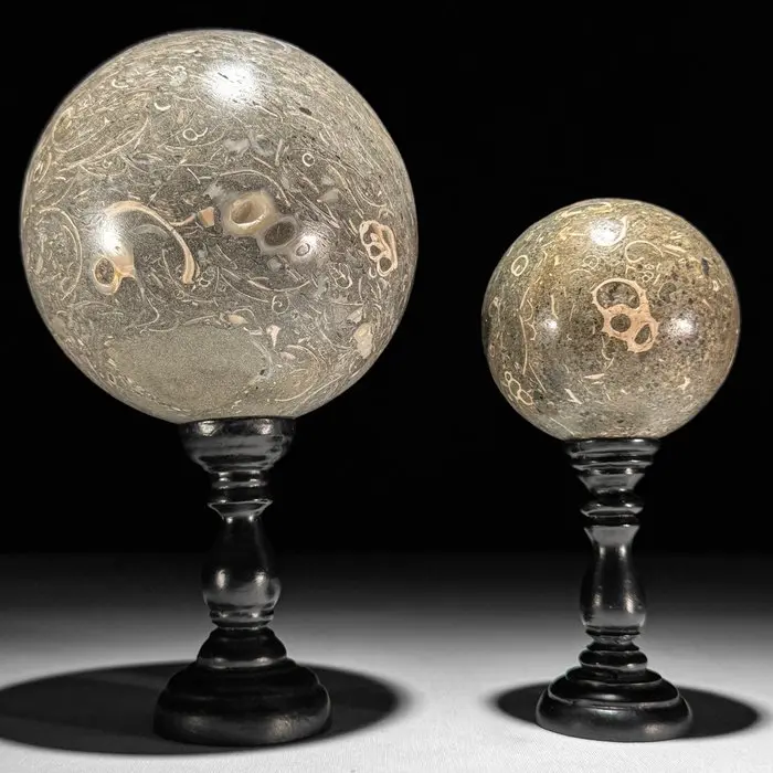 Beautiful Turritella Spheres on custom stands - Fossil...