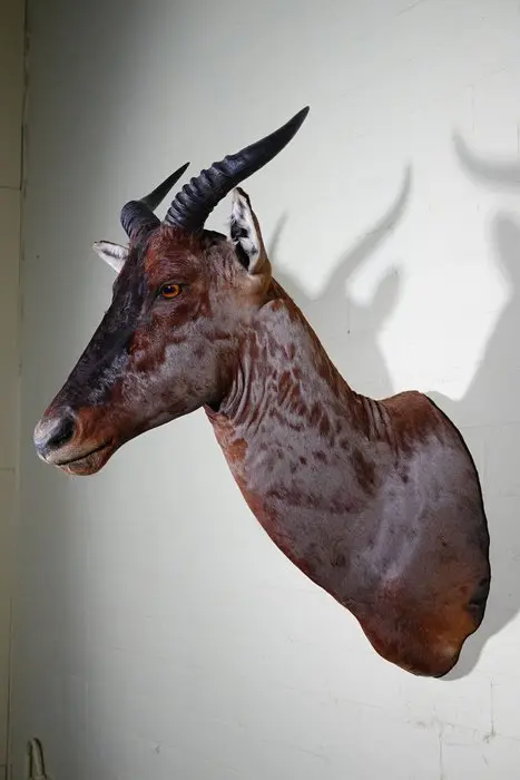 Common Tsessebe