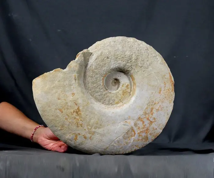 A very big french ammonite - 40 cm !! - Fossilised animal - Leopoldia levigata