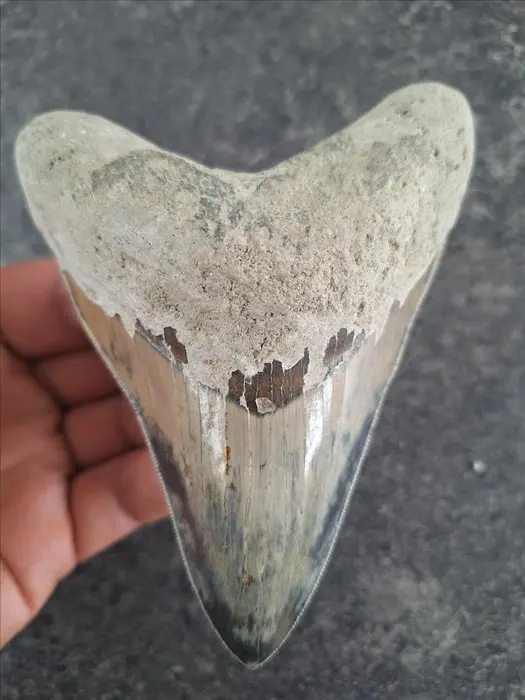 Megalodon - Fossil tooth - 12 cm - 9.2 cm