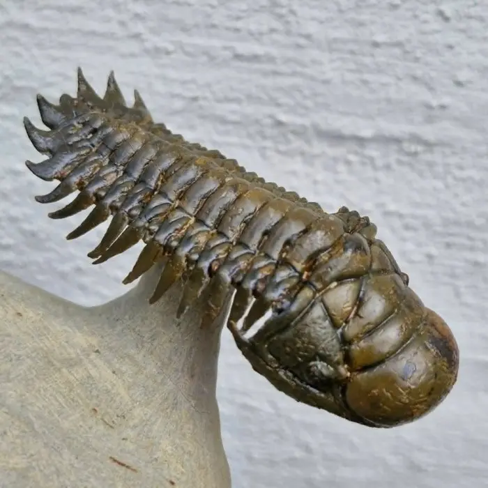 Trilobite - Fossilised animal - Crotalocephalina gibbus - 7.8 cm - 3.2 cm