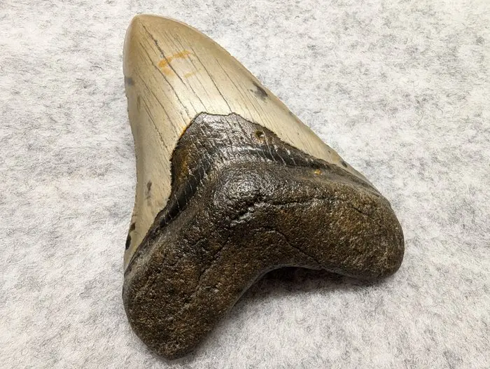 Megalodon - Fossil tooth - 11.38 cm