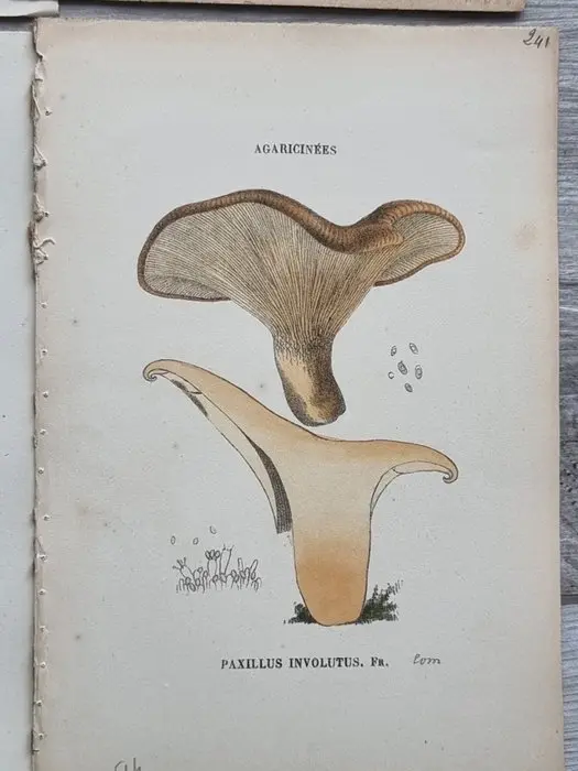 Claude Casimir Gillet (1806-1896) - Lot. of 21 tavole "Les Hyménomycètes, ou, Description de tous les champignons (funghi)" - 1874