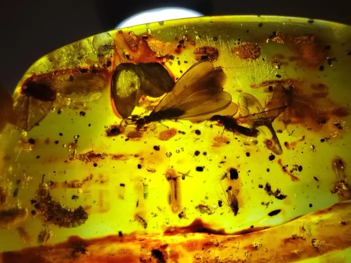 FOSSlL-AMAZING!! Dominican amber- Museum- 53.36 g