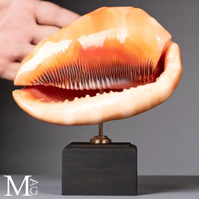 Vibrant Orange Bullmouth Helmet Shell Shell with a Glossy...