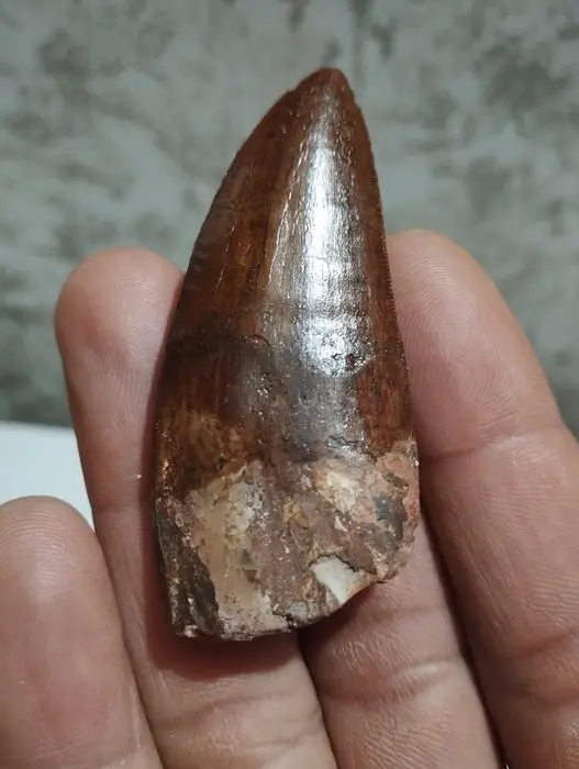 Carcharodontosaur - Fossilised animal - 7.5 cm - 2.5 cm