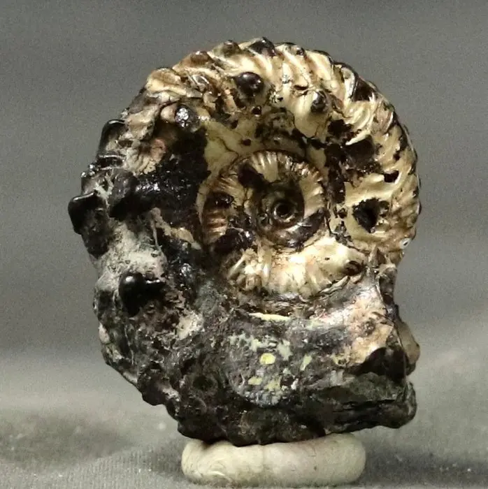 Fine and striking ammonite - Iridescent - Fossilised...