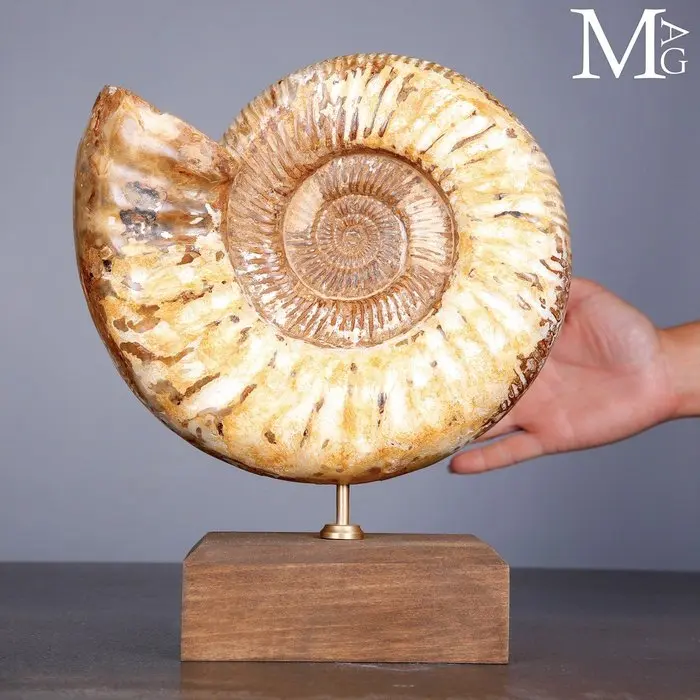 First Quality Fossil Specimen - Perisphinctes Ammonite...