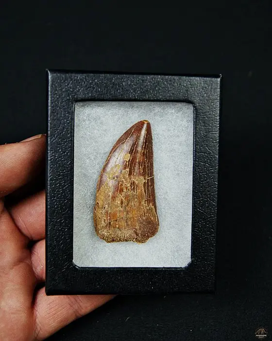 Dinosaur - Fossil tooth - Carcharodontosaurus saharicus - 5 cm