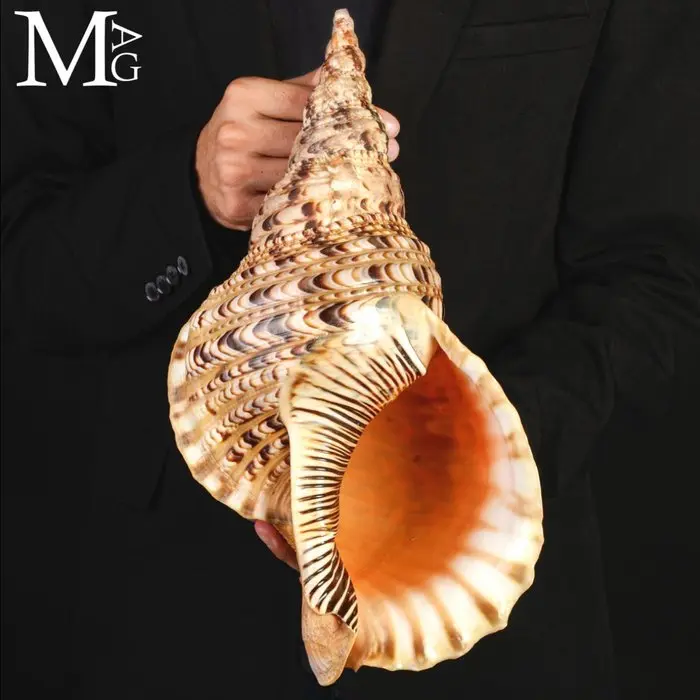 Charonia tritonis – Giant Triton – 394 mm Charonia...