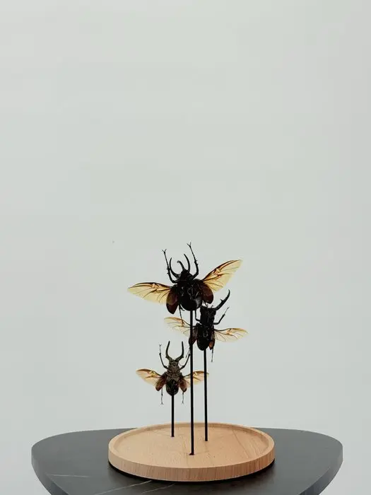 Stag beetles on a stand Taxidermy full body mount...