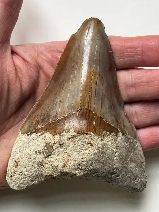Megalodon tooth 11,4 cm - Fossil tooth - Carcharocles...