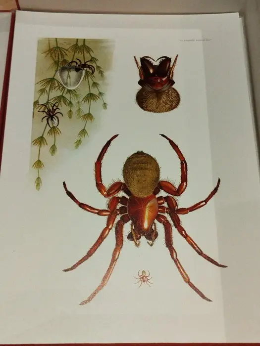 C. Caspari; K. Grossmann - Insectes & Arachnides et Myriapodes - 1961