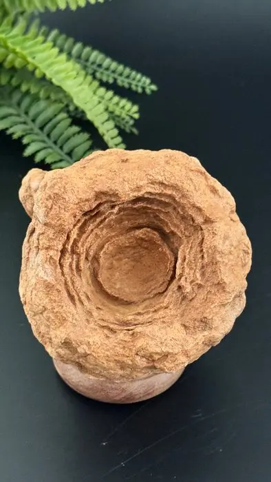 Rare decorative stromatolite – one of the earliest fossils on Earth