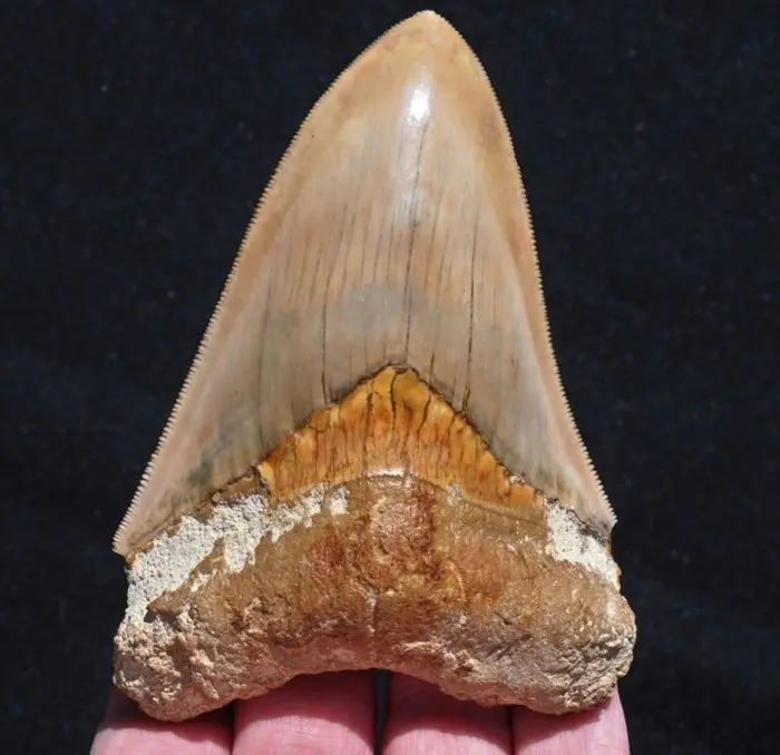 Megalodon - Fossil tooth - Carcharodon megalodon - 11.3 cm - 7.5 cm