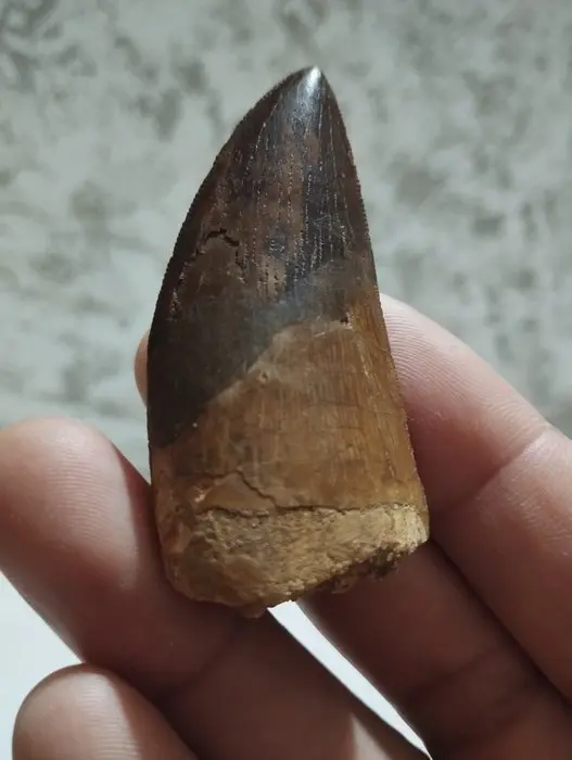 Carcharodontosaur - Fossil tooth - 6.2 cm - 3 cm