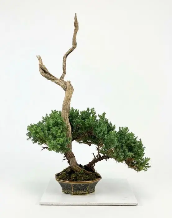 Juniper bonsai (Juniperus) - Height (Tree): 39 cm - Depth (Tree): 30 cm - Japan