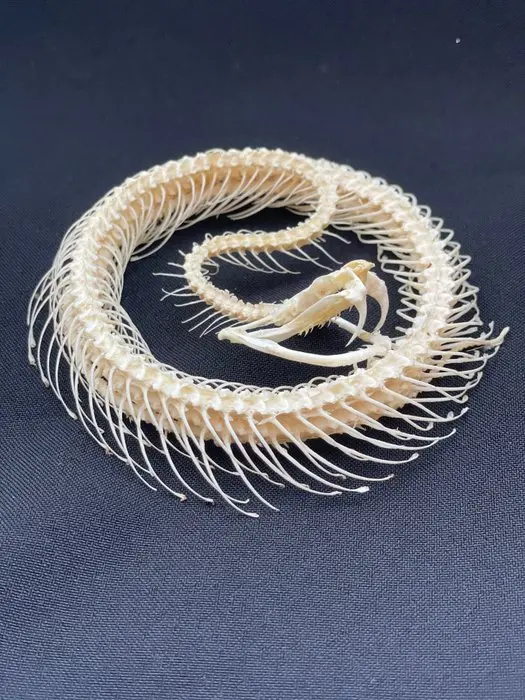 White-lipped Pit Viper Articulated Taxidermy full body...