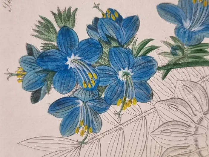 Diedrich Franz Leonhard von Schlechtendal (1794 / 1866) - Lot. of 24 sheets. Flora von Deutschland - Polemoniiaceae - 1848