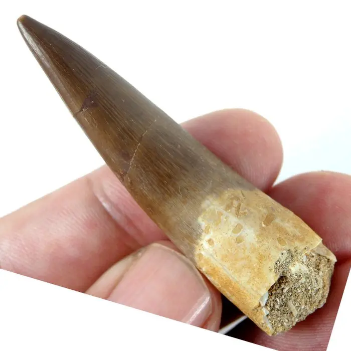 Plesiosaur tooth - Fossil tooth - Zafarasaura oceanis...