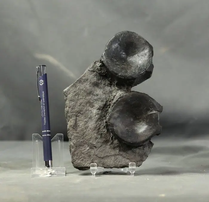 Natural ichthyosaur vertebrae - On original stone...