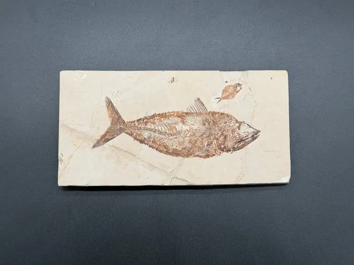 Fish - Fossilised articulated skeleton - hemisaurida hakelensis - 13 cm - 26 cm