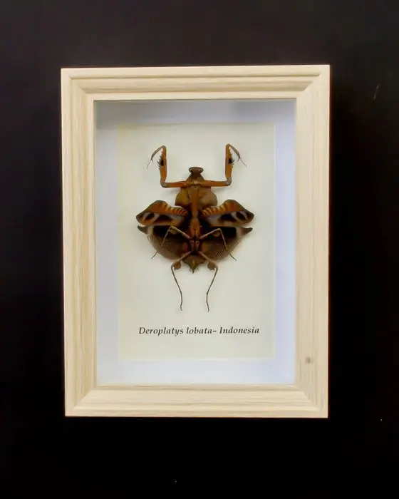 praying mantis Taxidermy full body mount - Deroplatys...