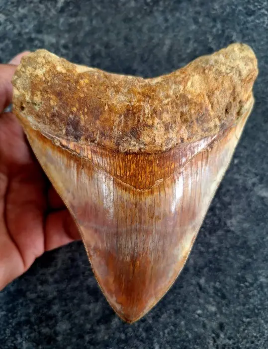 Megalodon - Fossil tooth - 14 cm - 11 cm
