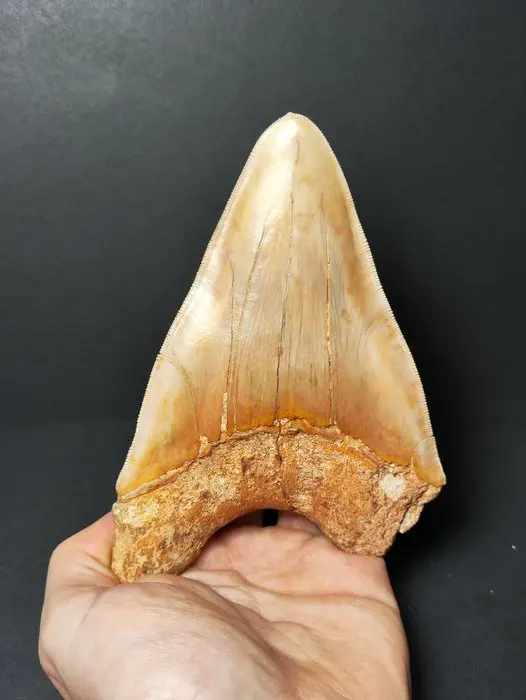 Megalodon - Fossil tooth - Otodus megalodon - 14.9 cm - 5.9 in