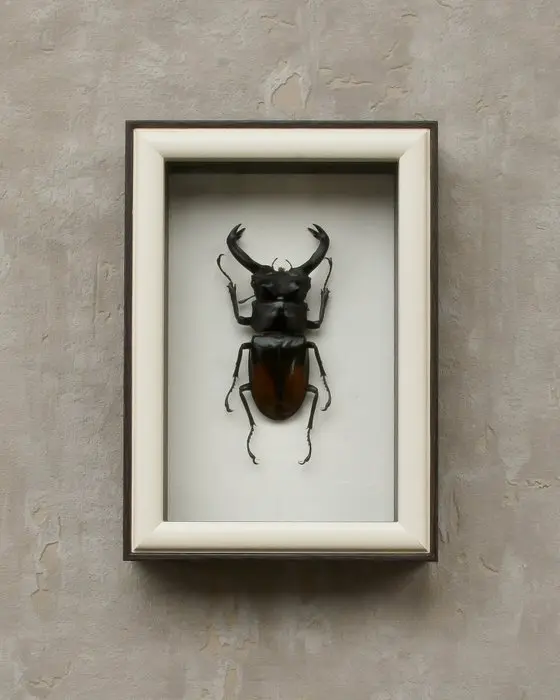 Rhinoceros Beetle Taxidermy full body mount - Hexarthrius...