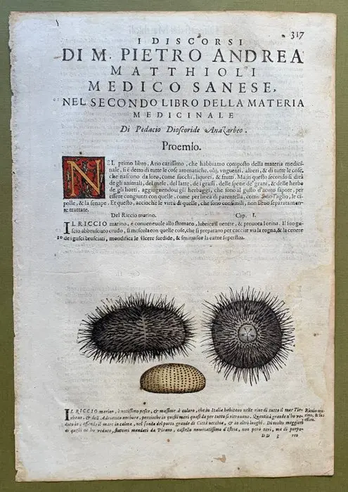 Riccio di mare - 1604