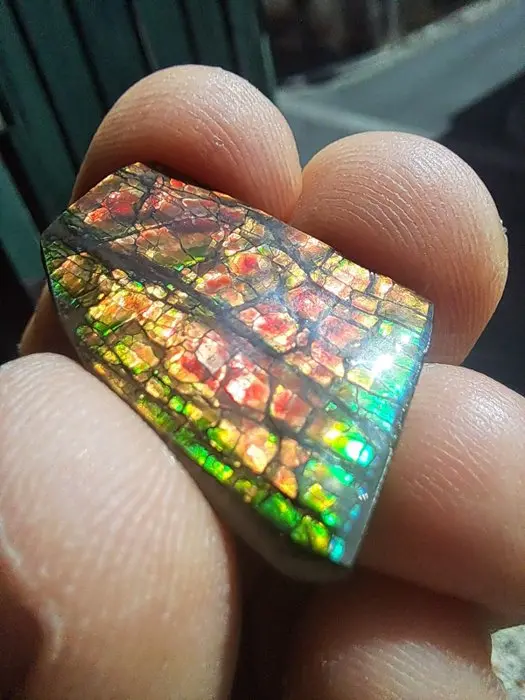 Ammolite - Fossil fragment - Placenticeras - 2.6 cm - 2 cm (No reserve price)