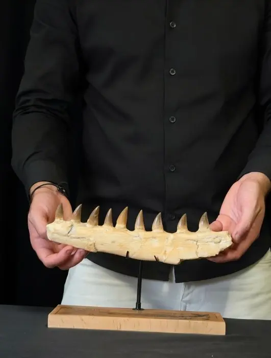 Mosasaur - Fossil tooth - Mosasaur Jaw Section with Teeth – Morocco