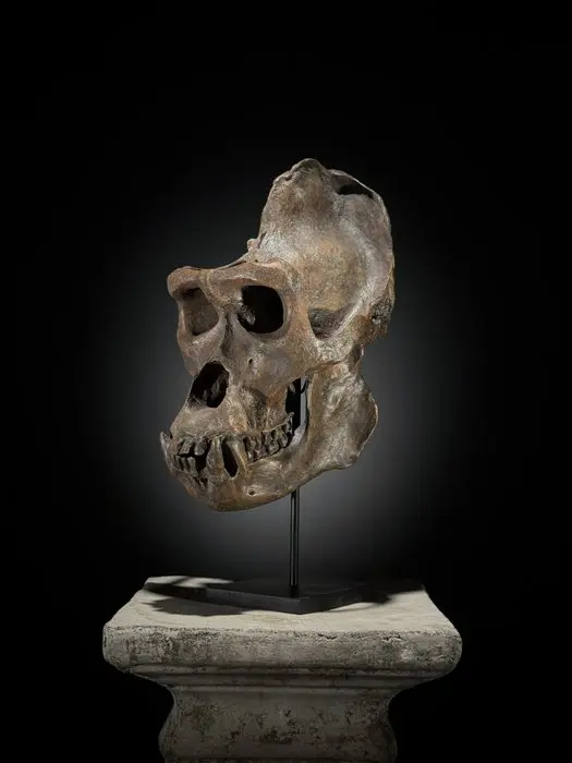 NO RESERVE PRICE - A Replica of Gorilla Skull on a custom...