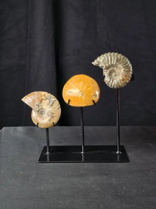 Ammonite - Fossilised animal - Two Ammonites and Fossil...