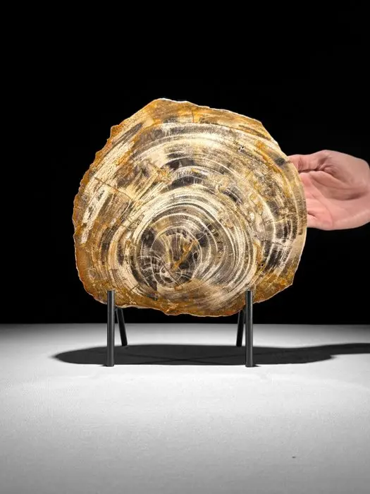 Stunning Slice of Petrified Wood on a custom stand...
