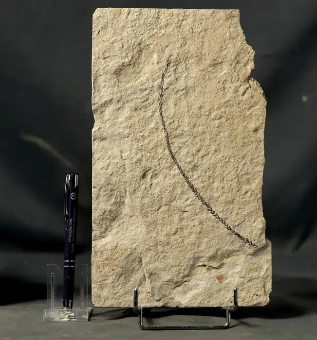 Fine and big fossil plant - - Fossilised plant...