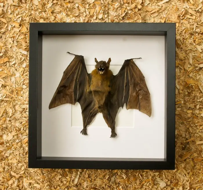 Bat Taxidermy full body mount - Cynopterus sphinx - 27 cm...