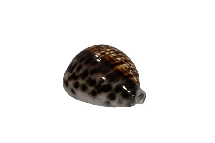 Tiger cowry with a rare pattern: Cypraea tigris (72 mm) –...