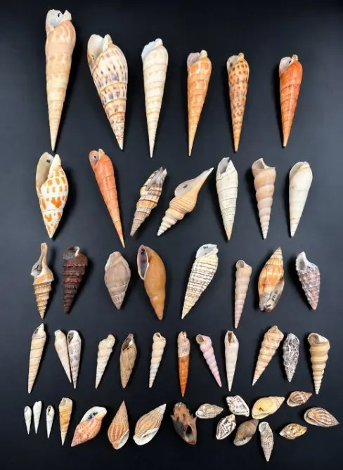 Sea shells / Gastropods Sea shell - Gastropoda – espèces...