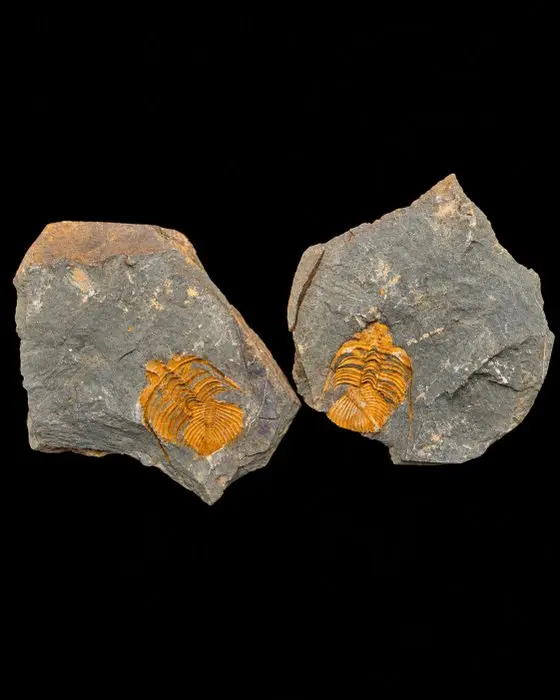 Exceptional Double Coronocephalus Trilobite - Fossilised...