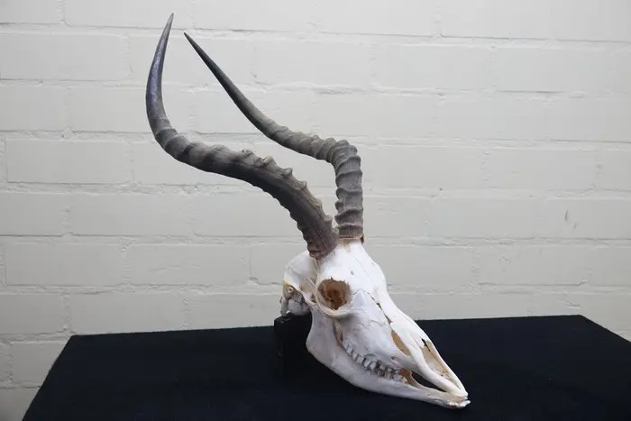 Large African Impala Skull - Aepyceros melampus - 0 cm...